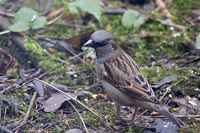 Passer domesticus